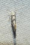 Paraswammerdamia albicapitella