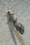 Paraswammerdamia albicapitella