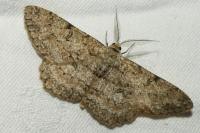 Hypomecis punctinalis