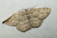 Hypomecis punctinalis