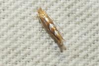 Phyllonorycter belotella