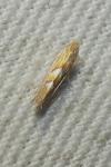 Phyllonorycter belotella