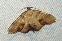 Plagodis dolabraria