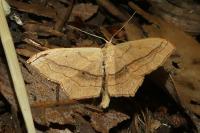 Scopula imitaria