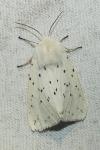 Spilosoma lubricipeda