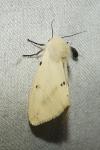 Spilarctia lutea