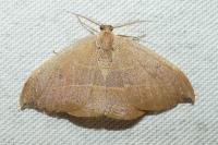 Watsonalla uncinula