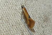 Batia lunaris