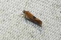Batia lunaris
