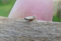 Coptotriche marginea