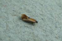 Batia lunaris