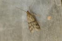 Homoeosoma sinuella