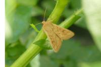 Mythimna vitellina