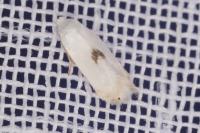Pseudopostega auritella