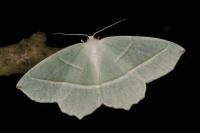Campaea margaritaria