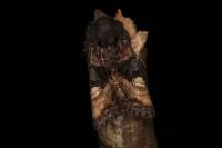 Euplexia lucipara