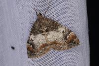 Dysstroma truncata