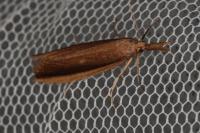 Donacaula mucronella