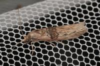 Nephopterix angustella