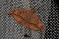 Drepana curvatula