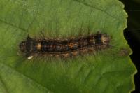 Lymantria dispar