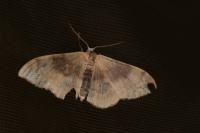 Idaea degeneraria