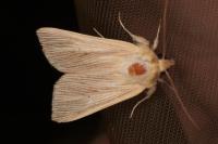 Mythimna pallens