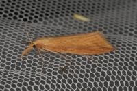 Donacaula forficella