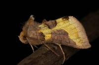 Diachrysia chrysitis