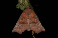 Scoliopteryx libatrix