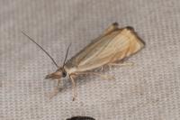 Chrysoteuchia culmella