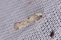 Paraswammerdamia albicapitella