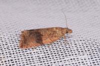 Celypha striana