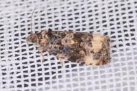 Endothenia gentianaeana/marginana/oblongana