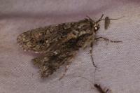 Acronicta rumicis