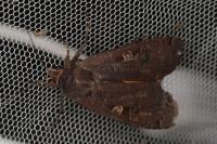 Noctua pronuba