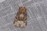 Oligia latruncula/strigilis/versicolor
