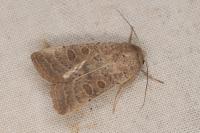 Hoplodrina blanda