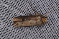 Axylia putris