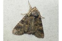Brachylomia viminalis