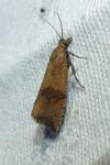 Celypha striana