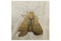 Charanyca trigrammica