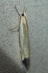 Crambus pascuella