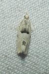 Epinotia bilunana