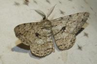 Hypomecis roboraria