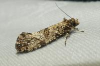 Morophaga choragella
