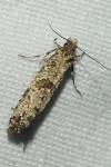 Morophaga choragella