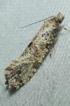 Morophaga choragella