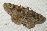 Alcis repandata