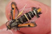 Pyropteron chrysidiforme